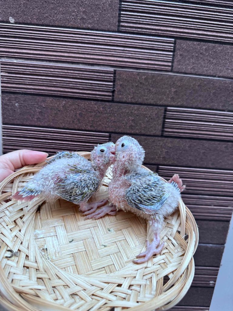 Chim cảnh non màu sáng. Mua bán Chim tại Quận Tân Phú Tp Hồ Chí Minh được đăng bởi Thủy huỳnh hình 1