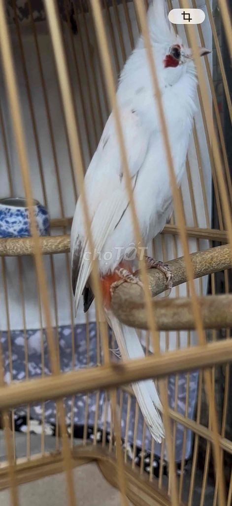 Chim cảnh Trắng Khỏe mạnh Dễ nuôi. Mua bán Chim tại Quận Tân Phú Tp Hồ Chí Minh được đăng bởi đời vô thường hình 1