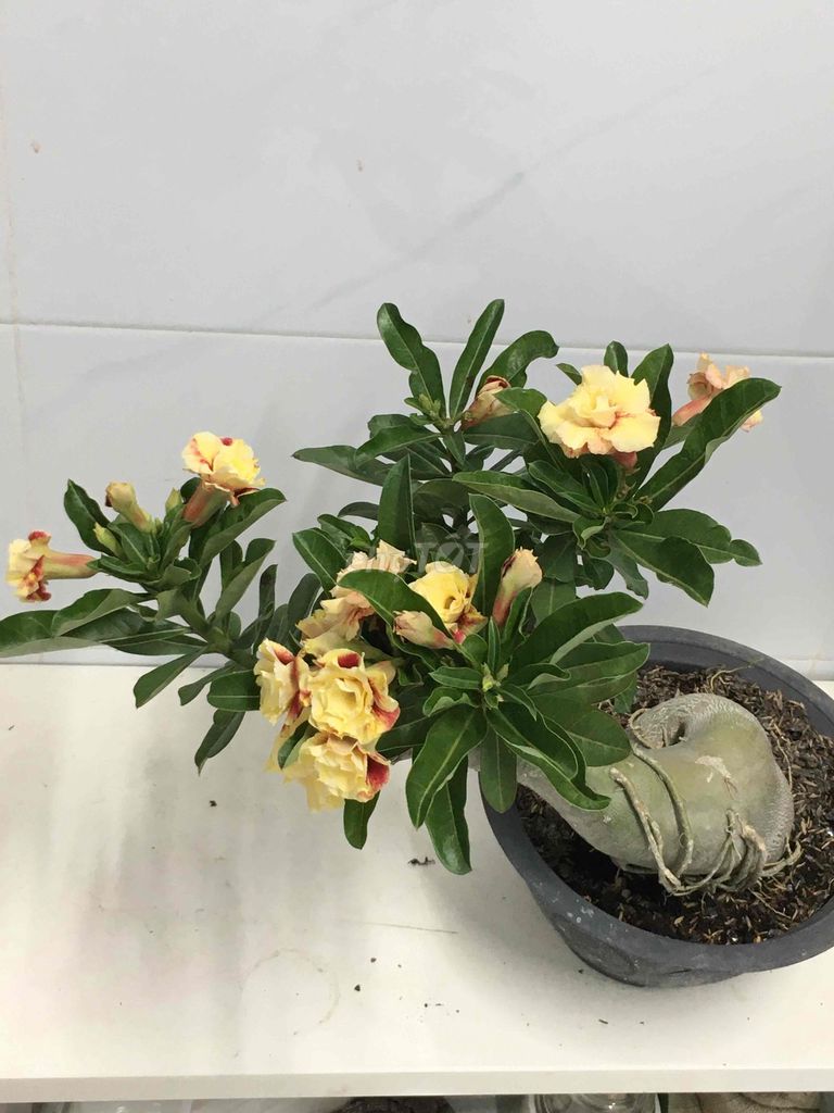 sứ ghép. Mua bán Cây cảnh, đồ trang trí tại Quận 7 Tp Hồ Chí Minh được đăng bởi Nga Trần hình 1