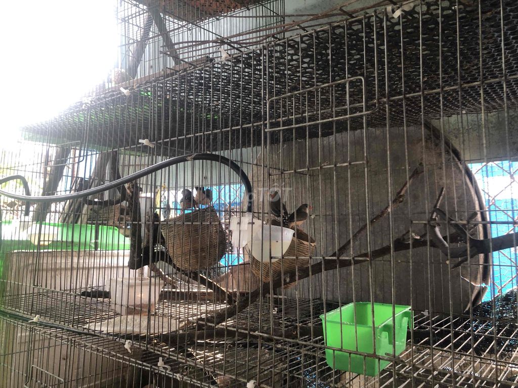 Chim Manh manh sinh sản 200/cặp. Mua bán Chim tại Quận Tân Bình Tp Hồ Chí Minh được đăng bởi Vivo pet hình 1