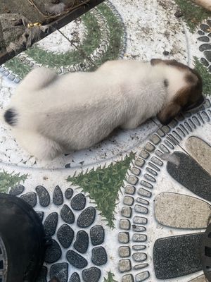 Phú quốc lai có xoáy lưng