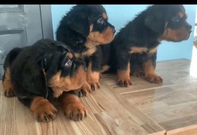 Chó Rottweiler Đen vàng