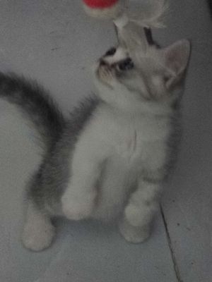 Gả gấp e chân lùn cu te phô mai que. Mua bán Mèo tại Quận Tân Phú Tp Hồ Chí Minh được đăng bởi nghĩa