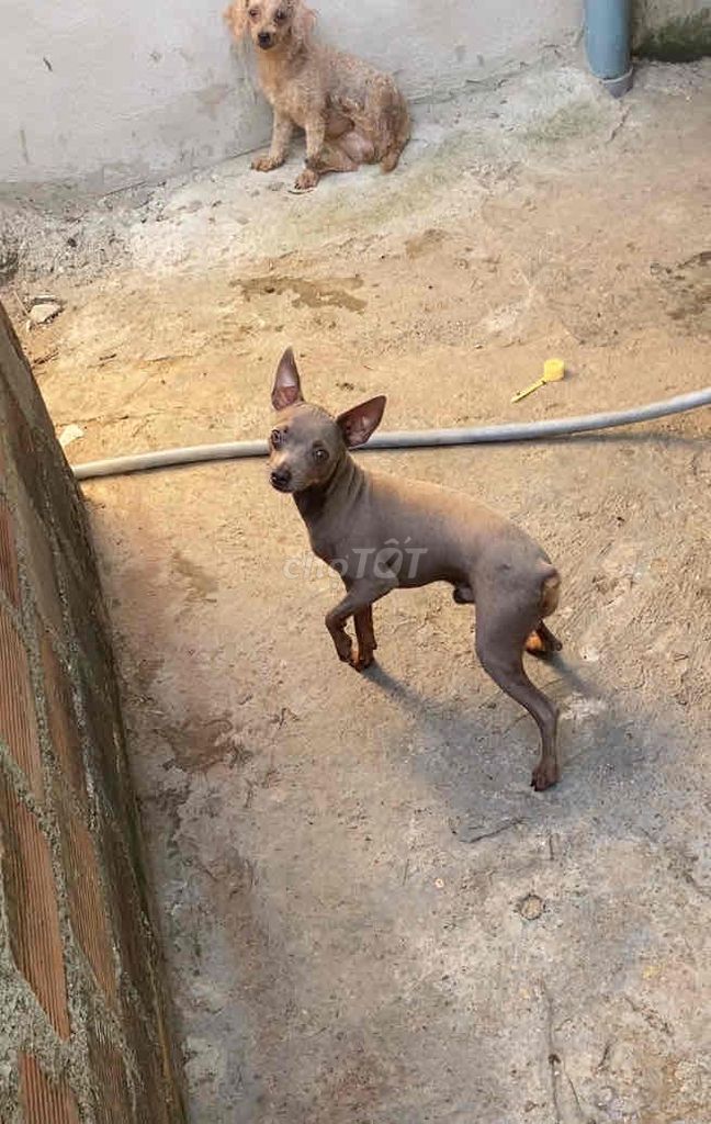 Bán gấp cặp phóc hưu dọn nhà.. Mua bán Chó tại Quận 1 Tp Hồ Chí Minh được đăng bởi Minh hình 2