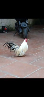 Gà Tân Châu Trống Trắng Vài năm