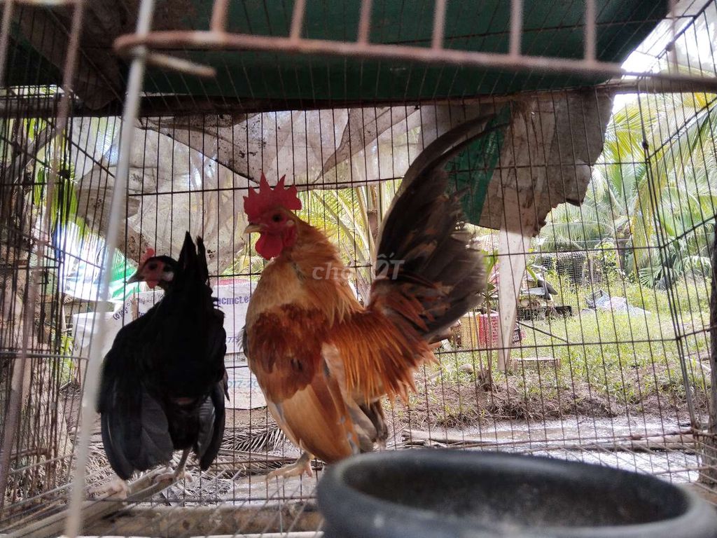 Cặp gà serama!. Mua bán Gà tại Quận 12 Tp Hồ Chí Minh được đăng bởi Nguyễn Hoài Nam hình 5