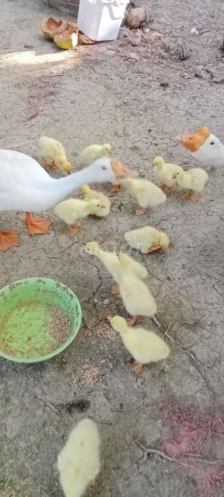 Ngỗng con 10 ngày tuổi màu Vàng. Mua bán Thú cưng khác tại Huyện Mỹ Xuyên Sóc Trăng được đăng bởi diêp lê hình 1