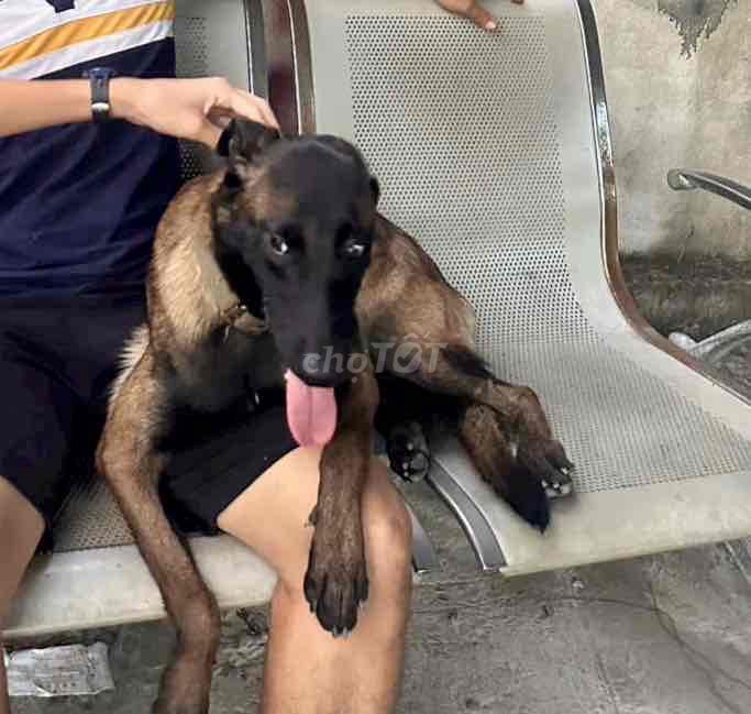 Chó Malinois Nâu đen. Mua bán Chó tại Quận 12 Tp Hồ Chí Minh được đăng bởi Ngọc Bích hình 1