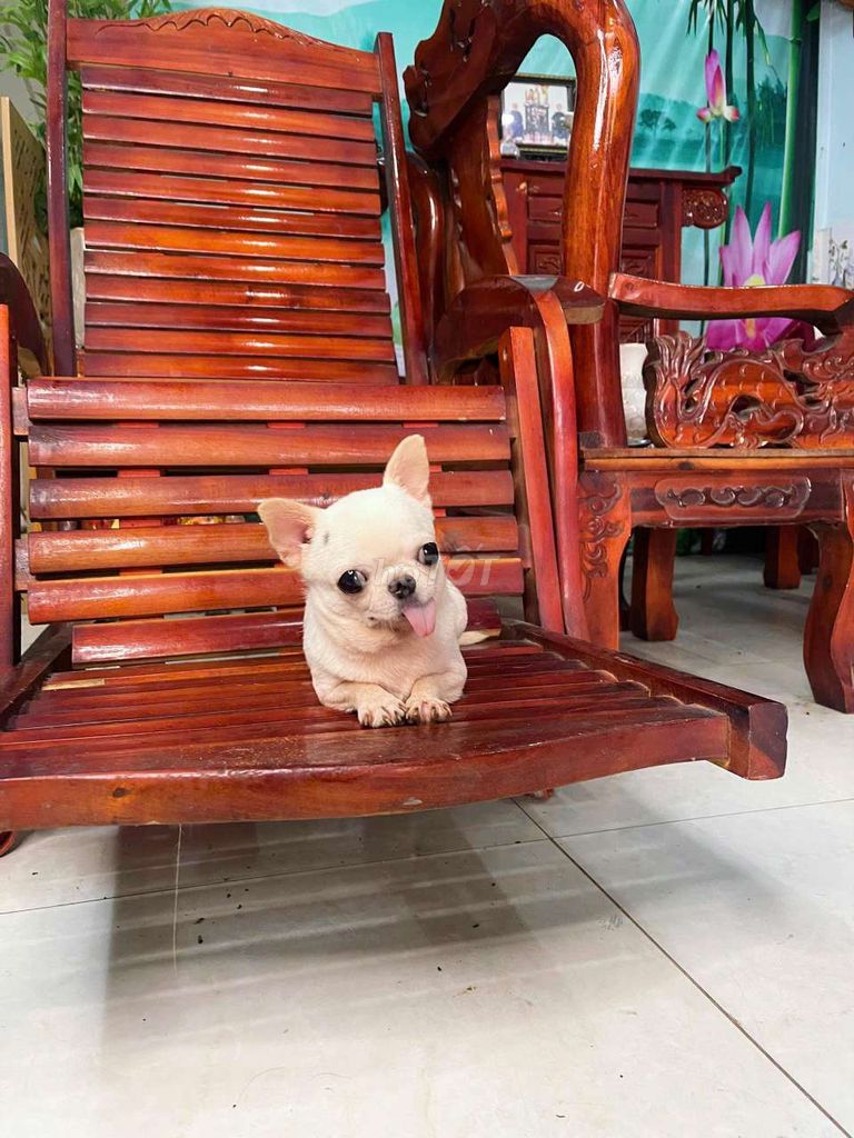 Chihuahua 13 tháng chích ngừa đầy đủ. Mua bán Chó tại Quận 12 Tp Hồ Chí Minh được đăng bởi T hình 1