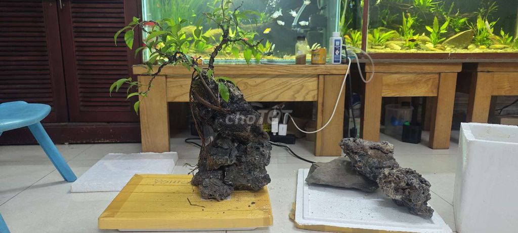 Cây cảnh Sanh Bonsai. Mua bán Cây cảnh, đồ trang trí tại Huyện Sóc Sơn Hà Nội được đăng bởi mẩu hình 1