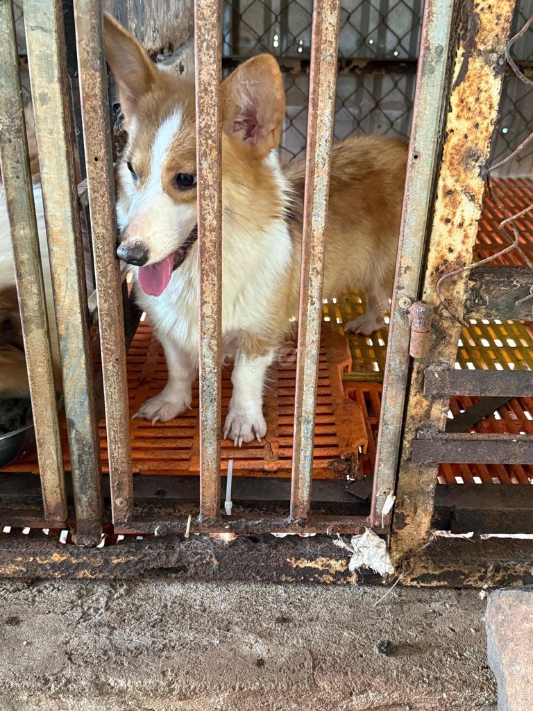 Chó Corgi Nâu trắng. Mua bán Chó tại Huyện Xuyên Mộc Bà Rịa - Vũng Tàu được đăng bởi Nguyễn Văn Thanh hình 1