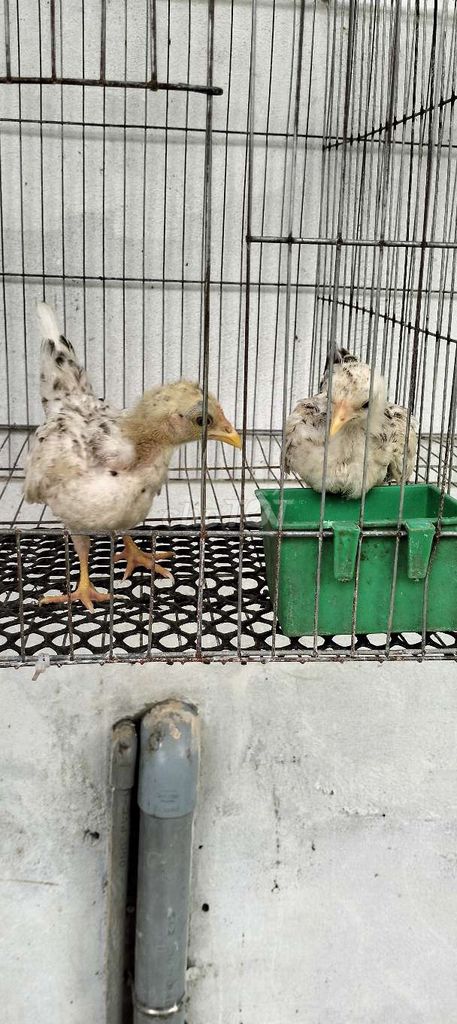 Cặp cú tre Bắc cú chuối