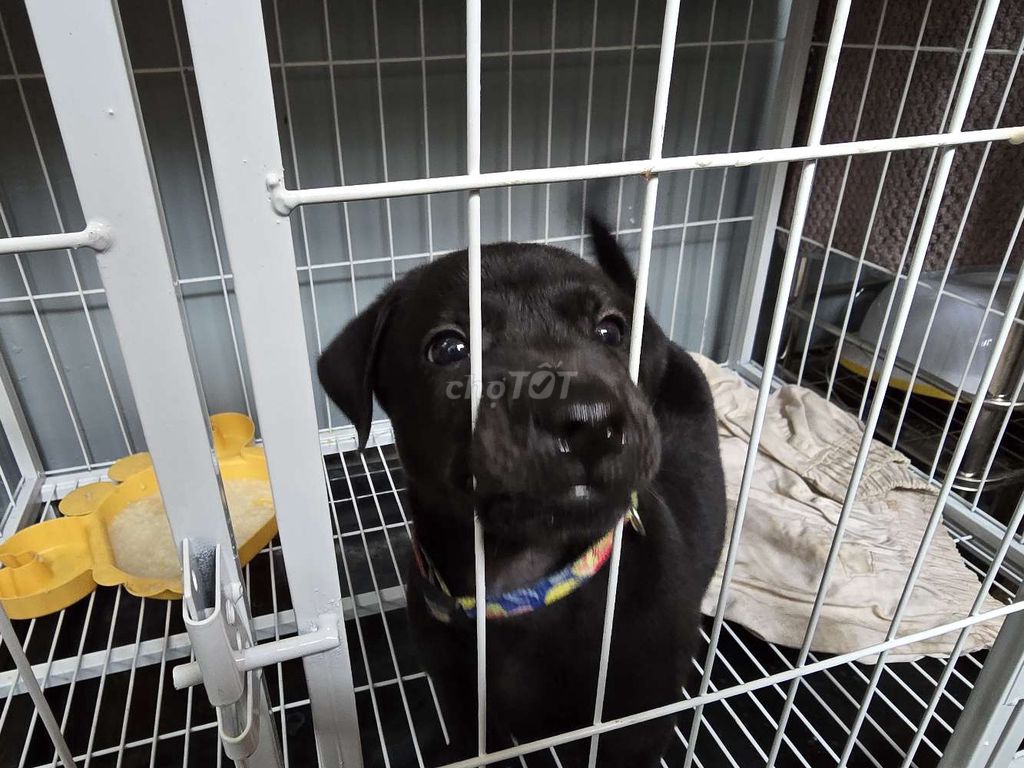 Chó Labrador lai Đen đã chích 1 mũi. Mua bán Chó tại Thành phố Thủ Đức Tp Hồ Chí Minh được đăng bởi Beo  hình 1
