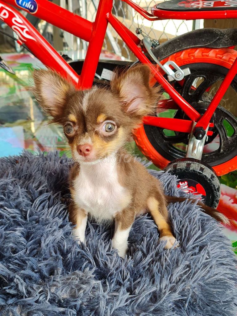 Chihuahua đã tiêm đủ vacxin