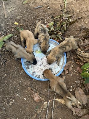 Chó Phú Quốc đực cái 1 tháng