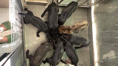 Chó Phú Quốc Đen 2,5 tháng