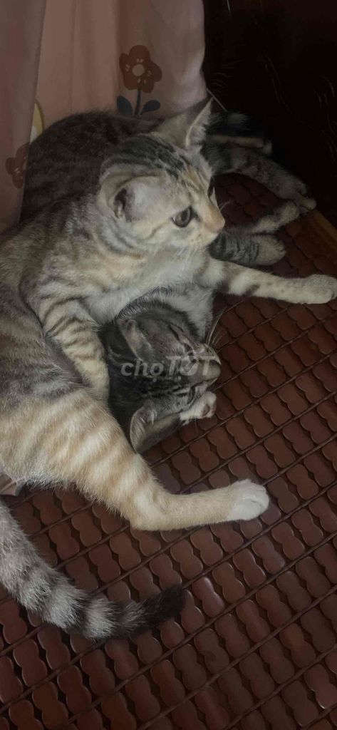 Mèo con Đa sắc. Mua bán Mèo tại Huyện Gia Lâm Hà Nội được đăng bởi Vy  hình 1