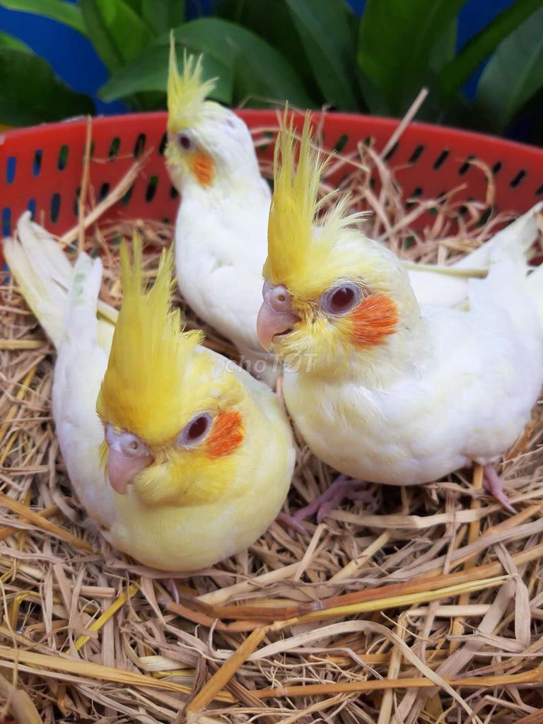 Vẹt Cockatiel non Lutino. Mua bán Chim tại Quận Gò Vấp Tp Hồ Chí Minh được đăng bởi Vẹt Cảnh Sài Gòn hình 1