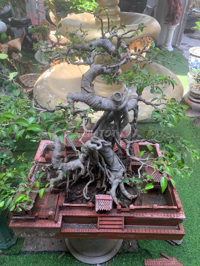 Cây cảnh Tiểu cảnh nhà cổ. Mua bán Cây cảnh, đồ trang trí tại Quận Kiến An Hải Phòng được đăng bởi Cảnh Dương hình 1