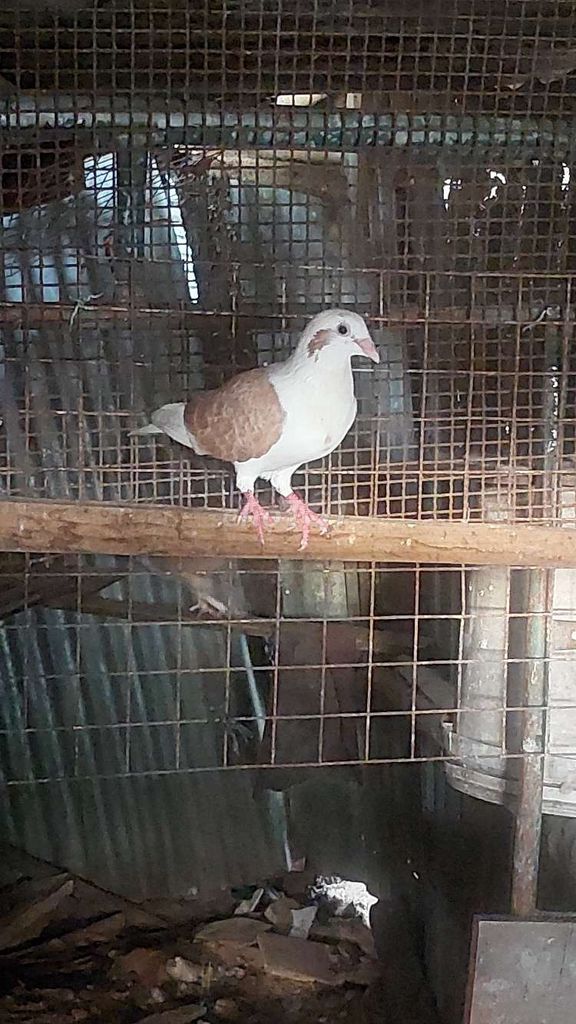 Bồ câu Thái nhiều màu. Mua bán Chim tại Quận 8 Tp Hồ Chí Minh được đăng bởi Anh Khang hình 1