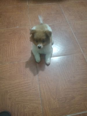 Chó Phốc Sóc vàng trắng 3 tháng tuổi