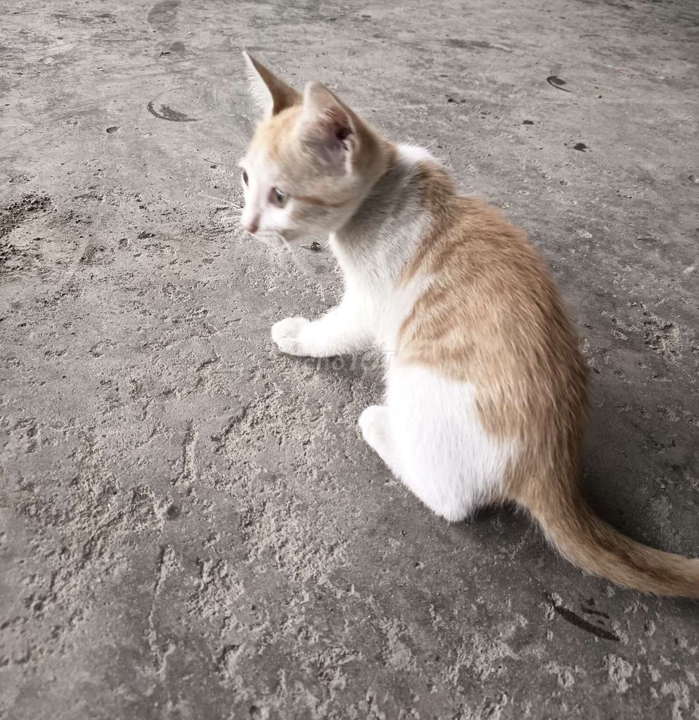 Cho tặng bé Mèo 2 tháng tuổi. Mua bán Mèo tại Huyện Bình Chánh Tp Hồ Chí Minh được đăng bởi Kim Thi hình 1