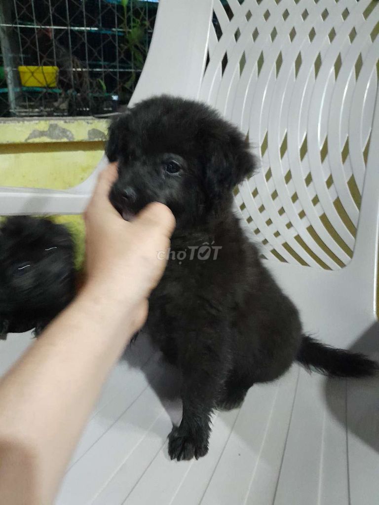 Chú chó. Mua bán Chó tại Huyện Trảng Bom Đồng Nai được đăng bởi Nguyentam hình 2