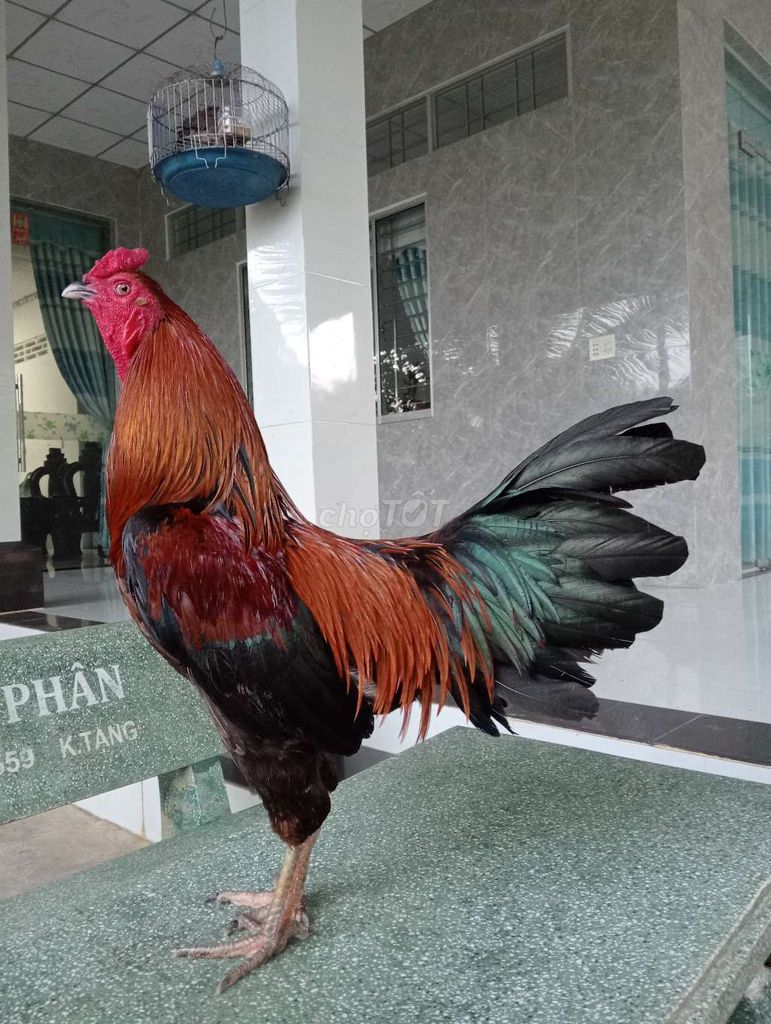 Gà 3kg. Mua bán Gà tại Huyện Châu Thành Tiền Giang được đăng bởi Tuấn hình 1