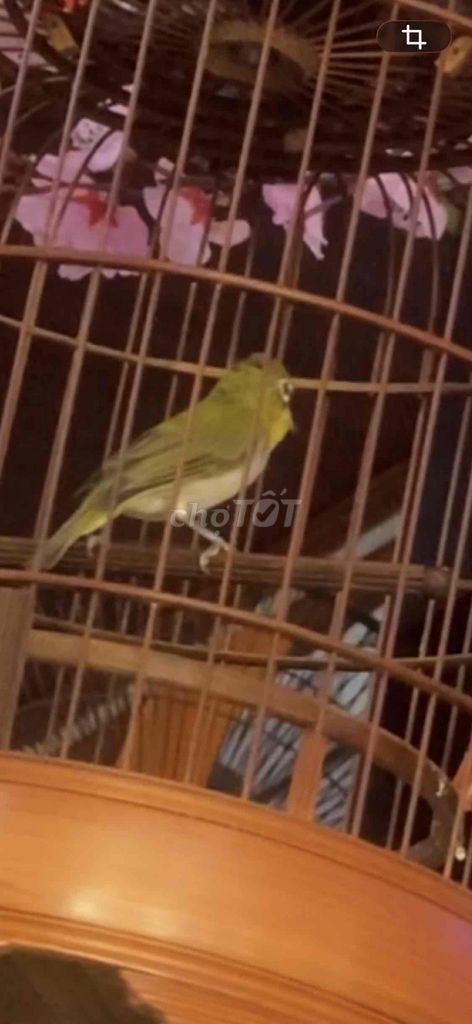Chim Khuyên Xanh vàng không tật lỗi. Mua bán Chim tại Quận Long Biên Hà Nội được đăng bởi Long hình 1
