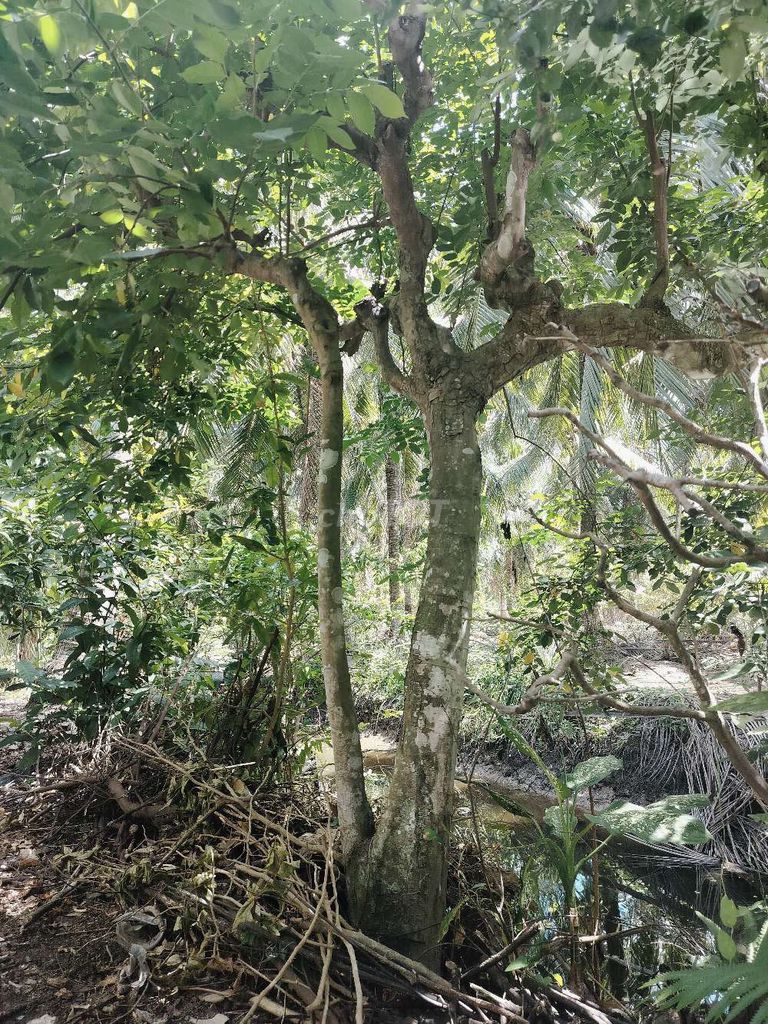 Cây khế dáng tự nhiên sống khỏe. Mua bán Cây cảnh, đồ trang trí tại Huyện Mỏ Cày Nam Bến Tre được đăng bởi Dov hình 1