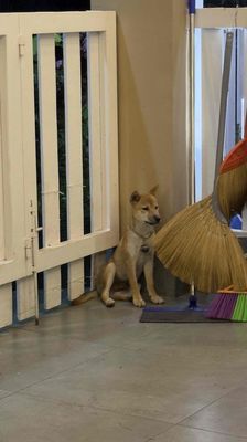 bán Shiba đực vàng 5 tháng. Mua bán Chó tại Huyện Bình Chánh Tp Hồ Chí Minh được đăng bởi Pham Thanh Phong