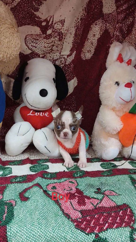 Chó Chihuahua đực 2 tháng đã tiêm. Mua bán Chó tại Quận 8 Tp Hồ Chí Minh được đăng bởi Chihuahua nhà ZoZo hình 1