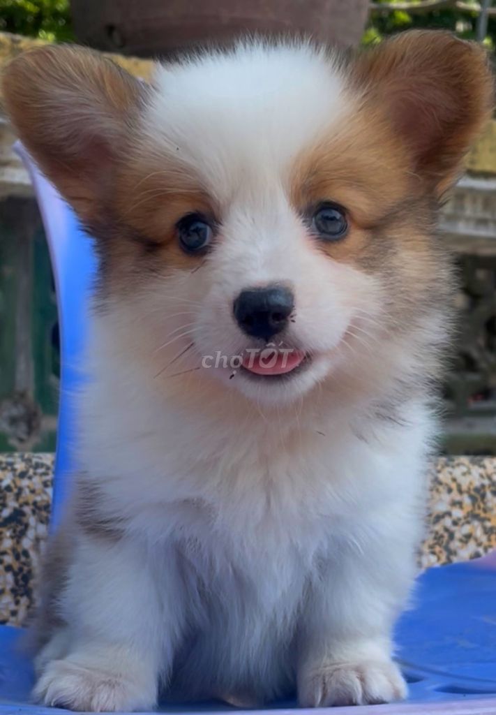 Chó Corgi  xinh ngoan. Mua bán Chó tại Quận Thanh Xuân Hà Nội được đăng bởi Nguyễn thi lan huong hình 1