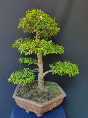 0969722320 - Cây Mai Chiếu Thủy bonsai phong thủy cao 65cm