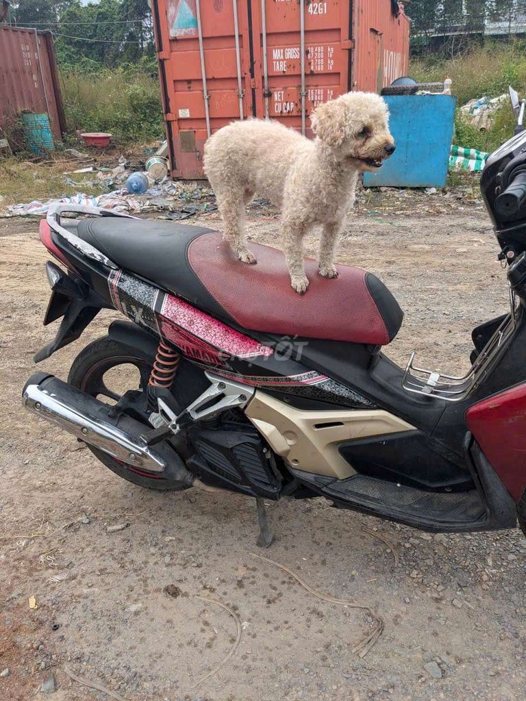 Yamaha Nouvo LX. Mua bán Xe máy tại Huyện Hóc Môn Tp Hồ Chí Minh được đăng bởi Nguyễn  màu Xanh hình 9