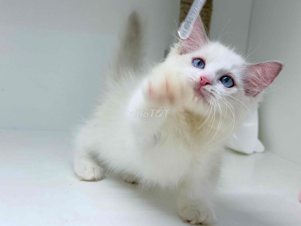 Mèo Munchkin Ragdoll color. Mua bán Mèo tại Quận 8 Tp Hồ Chí Minh được đăng bởi meonhaca hình 1