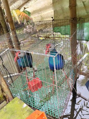 Chim trích cồ. Mua bán Chim tại Quận Bình Thuỷ Cần Thơ được đăng bởi Thao