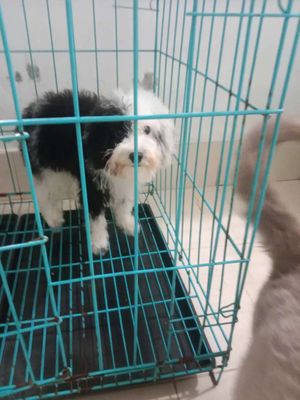 chó Poodle bò sữa thuần chủng. Mua bán Chó tại Huyện Bàu Bàng Bình Dương được đăng bởi Gia Hân
