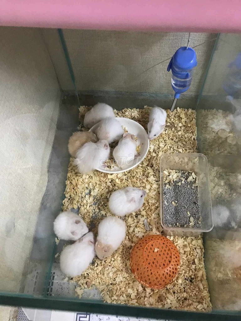 Chuột Hamster Bear xù lai Trắng Cả hai. Mua bán Thú cưng khác tại Quận Bình Tân Tp Hồ Chí Minh được đăng bởi Ở trọ bày đặt bán chụtt hình 1