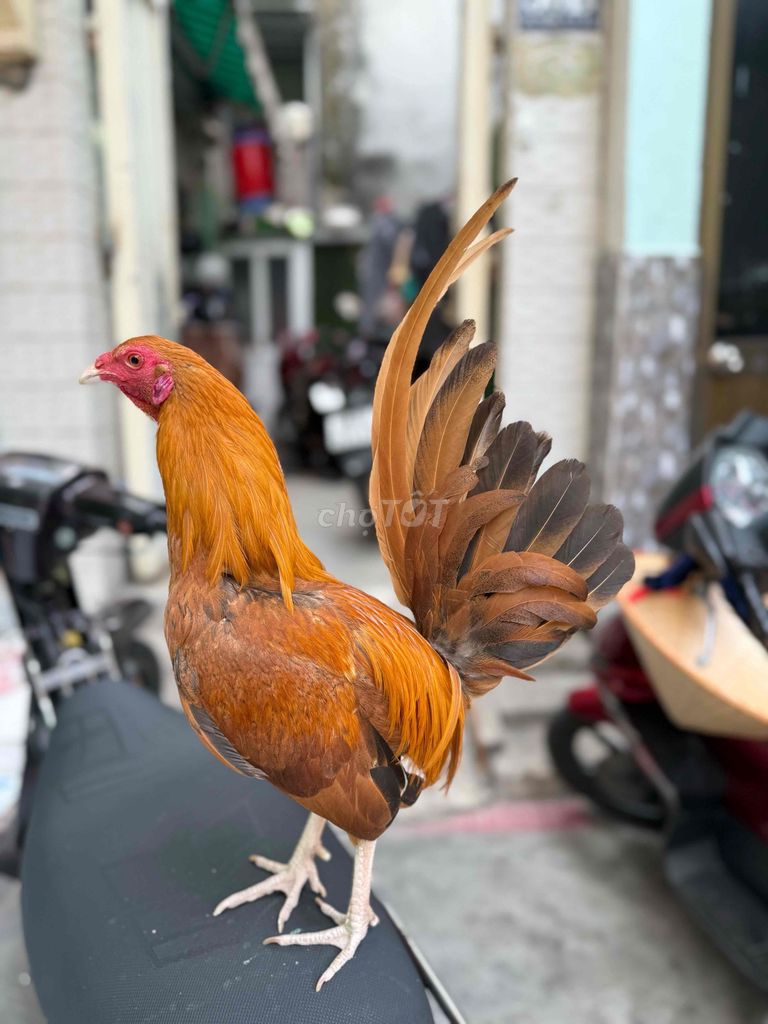 Gà Mỹ Simon 6 tháng. Mua bán Gà tại Quận 8 Tp Hồ Chí Minh được đăng bởi Tấn Sang hình 1