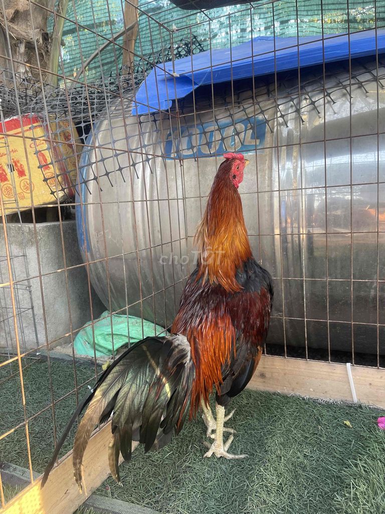 Gà chọi Điều xanh 2kg3-4. Mua bán Gà tại Quận 12 Tp Hồ Chí Minh được đăng bởi Trí Huỳnh hình 1