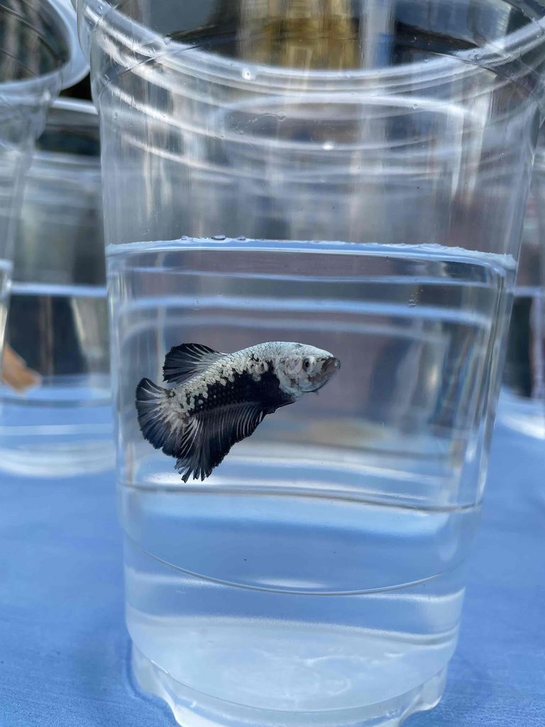 Bán cá betta các loại. Mua bán Thú cưng khác tại Huyện Hóc Môn Tp Hồ Chí Minh được đăng bởi Trần Bảo Châu hình 6