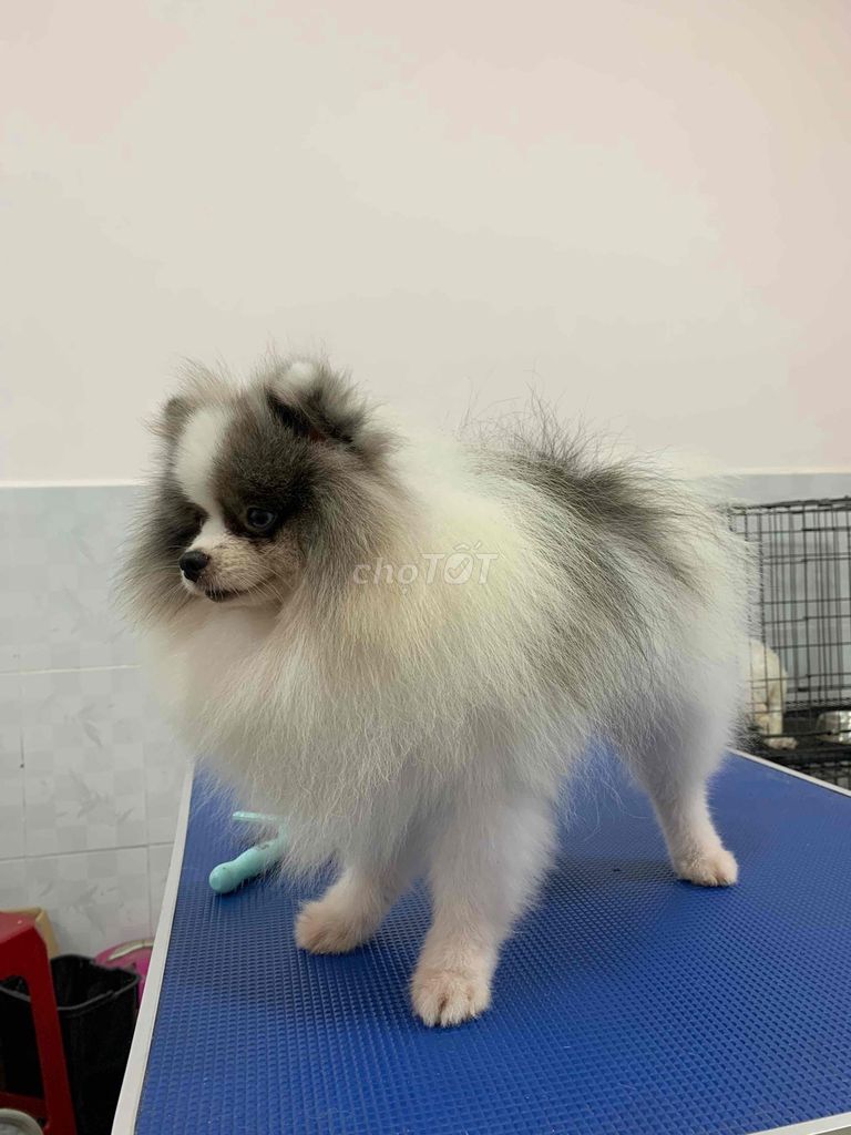Đực giống party 2mắt xanh. Mua bán Chó tại Quận Phú Nhuận Tp Hồ Chí Minh được đăng bởi SHOP PET520 hình 3