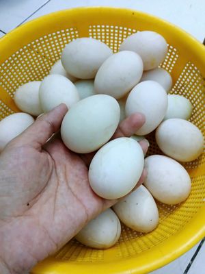 SỈ TRỨNG VỊT ĐỒNG. Mua bán Đồ ăn, thực phẩm và các loại khác tại Quận Bình Tân Tp Hồ Chí Minh được đăng bởi LÊ THỊ THÙY LINH