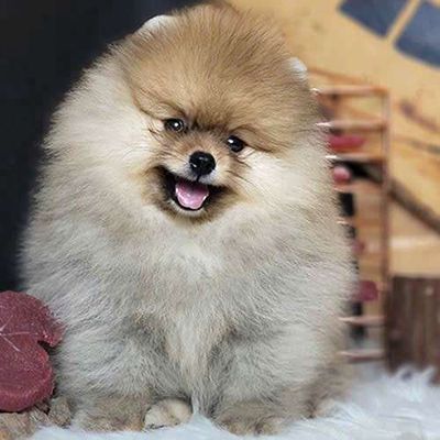 Chó Phốc Sóc nhiều màu 70 ngày