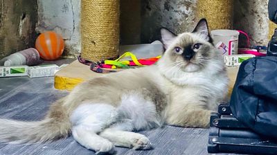 Mèo Ragdoll Cái Seal Bicolor