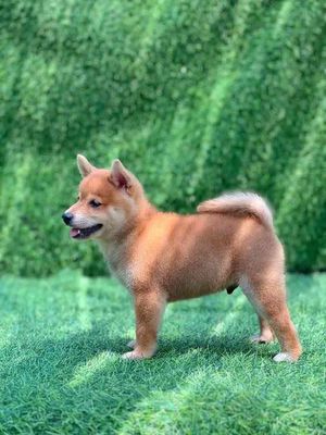 chó shiba 2,5 tháng tuổi. đực, giống chó nhật