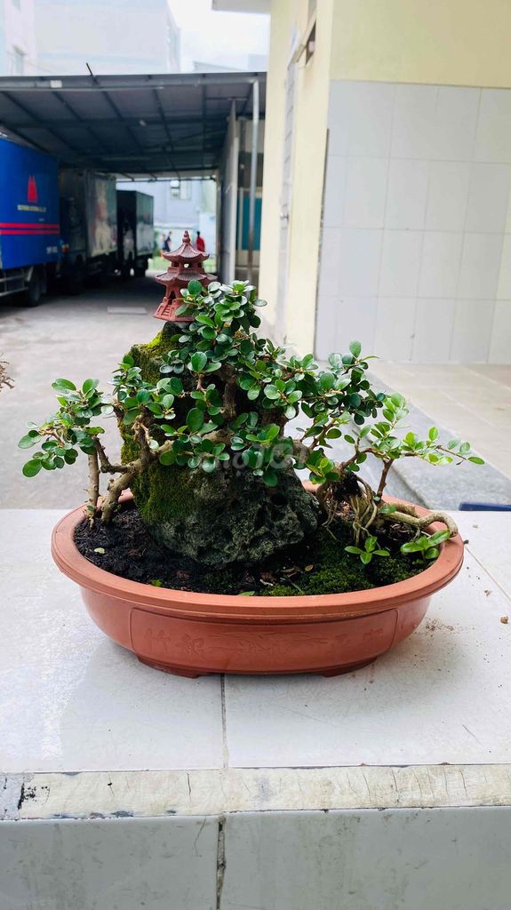Cây cảnh Sam núi Bonsai Vượt Vũ Môn. Mua bán Cây cảnh, đồ trang trí tại Quận 3 Tp Hồ Chí Minh được đăng bởi Nguyễn Minh Thơ hình 1