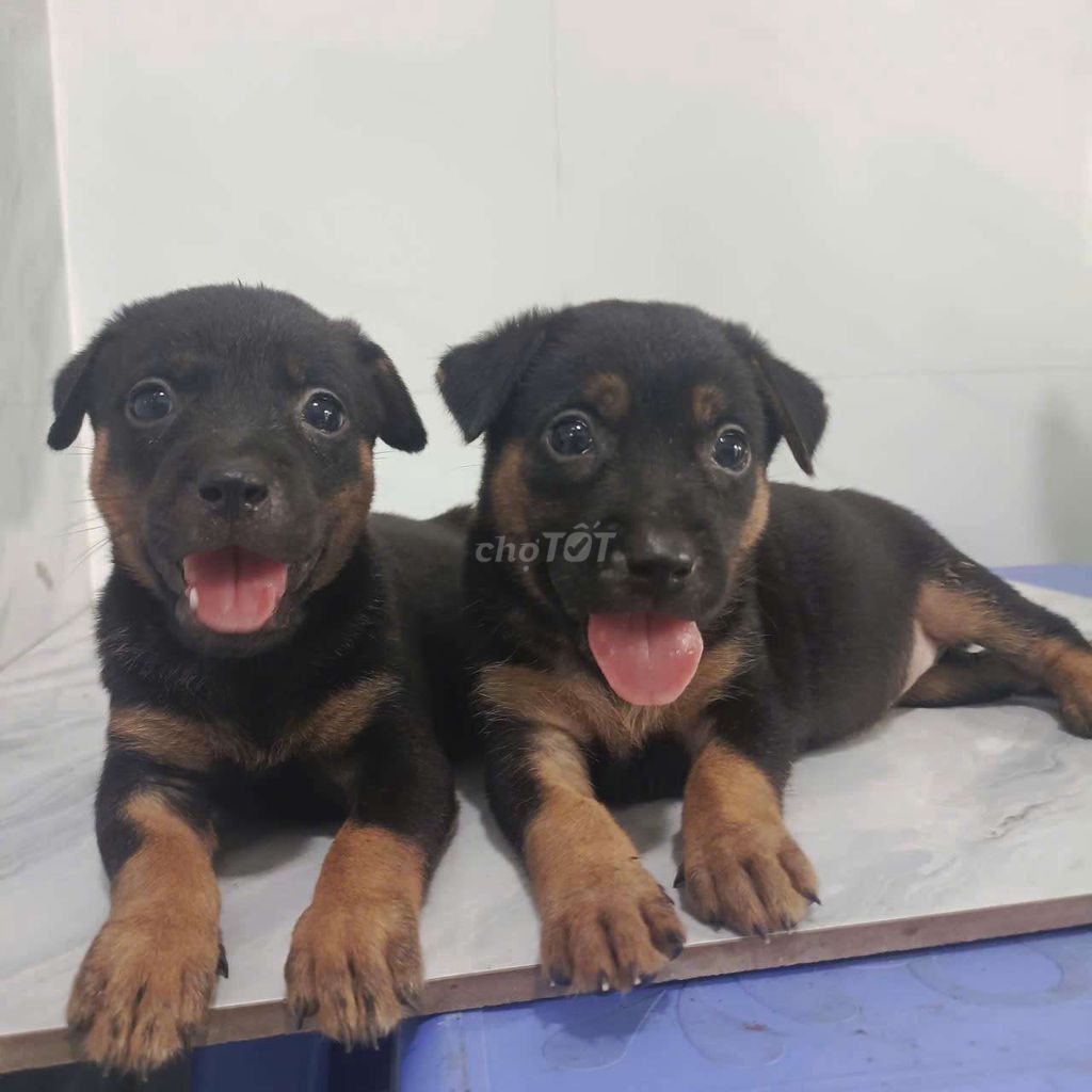 Chó Rottweiler lai becgie giống to thông minh. Mua bán Chó tại Quận 6 Tp Hồ Chí Minh được đăng bởi Tăng Chí Lương  hình 1