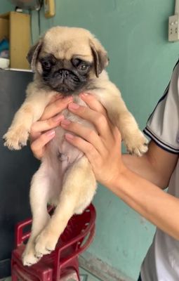 Pug mập ú tìm chủ. Mua bán Chó tại Quận Gò Vấp Tp Hồ Chí Minh được đăng bởi Biên Nguyên